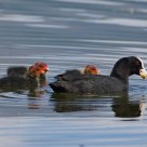 Coot & Chicks