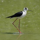 Black-winged Stilt