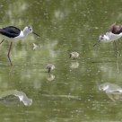 Black-winged Stilt family