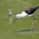Black-winged Stilt