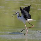 Black-winged Stilt