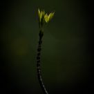 Spring Light 2