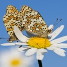 Fritillaries