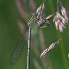 Damselfly