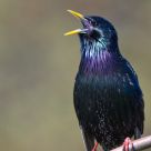 Starling