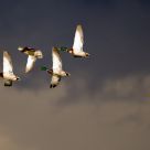 Mallard Fly past