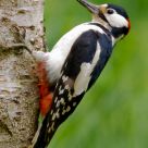 Male Great Spotted Woodpecker