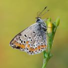 Polyommatus icarus