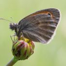 Satyrinae