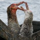 Fighting petrels