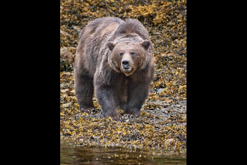 Large Male Grizzly Bear 