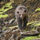 Adult Grizzly Bear Foraging below the Tideline.