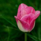 Single tulip