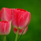 Tulip 1