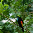 Paradise Tanager