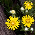 Beach Flowers