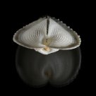 Corculum cardissa