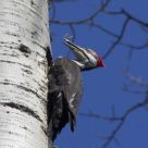 Pileated Woodpecker in Action