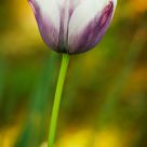 Tulip in Pastel Shades