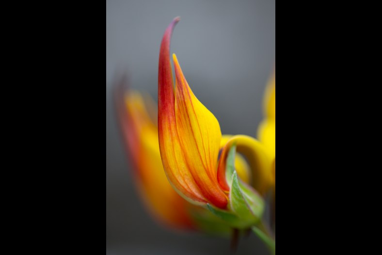 Petal