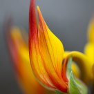 Petal