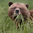 Female Grizzly Bear Eating Sedge Grass