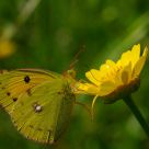 Butterfly Colias croceus