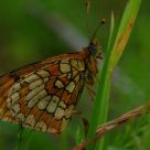 Butterfly Melitaea deione