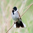 red bunting