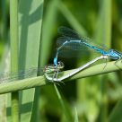 mating damselflies