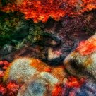 Floating Leafage