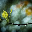 Spring Light 4