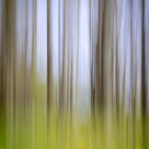 Dandelions And Trees