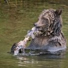 Grizzly Bear Eating Salmon