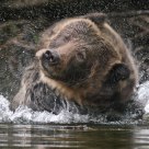 Adult Grizzly Bear Shaking Water