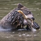 Grizzly Bear preparing to eat a Salmon.