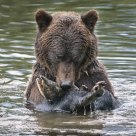 Adult Grizzly Bear with Male Pink Salmon