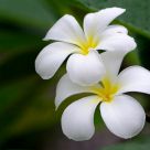 Frangipani