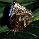Blue Morpho