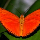 Julia - Dryas iulia