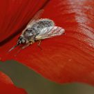 Bombylius major