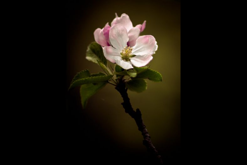 Spring Blossom
