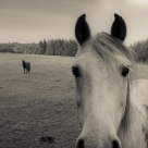 Horses