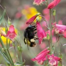 Big Bee