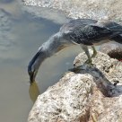 Fishing or Thirsty?