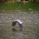 Low flying