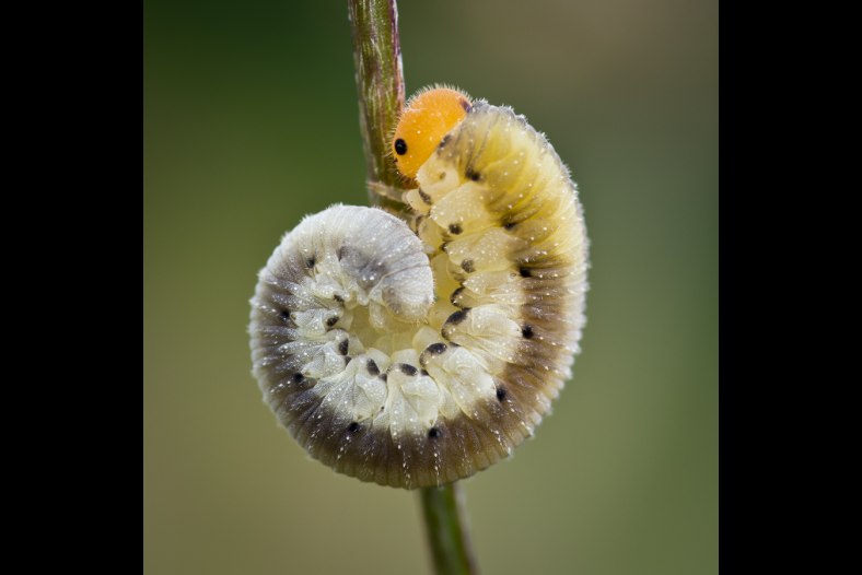 Caterpillar