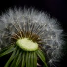 Dandelion Clock