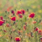 Petals without
