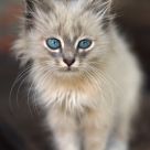 baby kitten